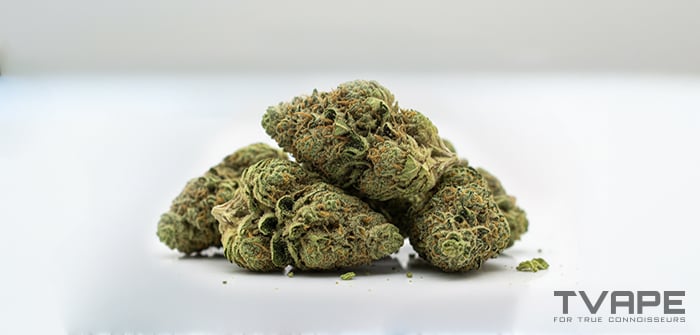 Diesel (or "Gas") cannabis strain type: a close-up view