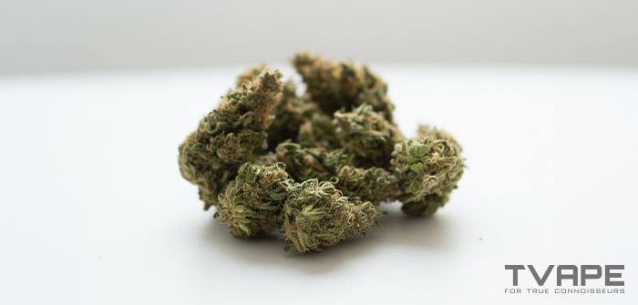 Hybrid cannabis strain: a close-up view