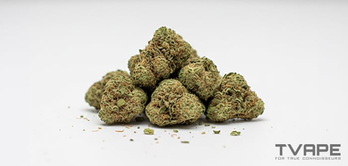 Indica cannabis strain: a close-up view