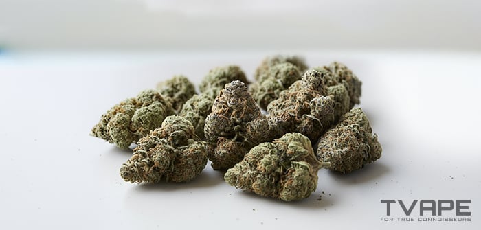 Kush cannabis strain type: a close-up view