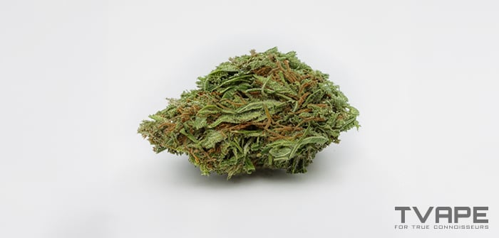 Sativa cannabis strain: a close-up view